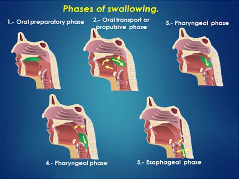 swallow gif|r/FuckToSwallow